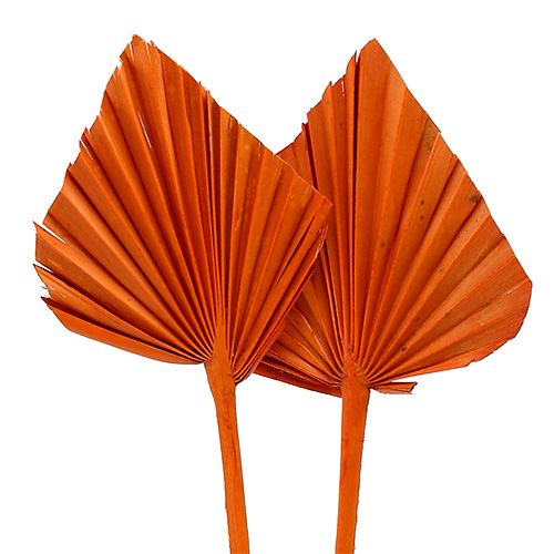 daiktų Palmspear Orange 65 vnt