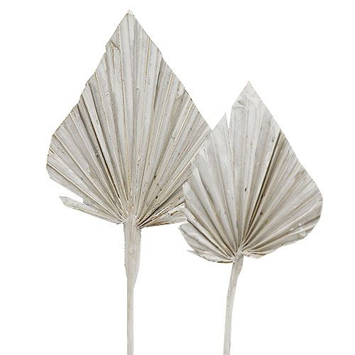 daiktų Balta delninė ietis 10cm - 15cm L33cm 65 vnt