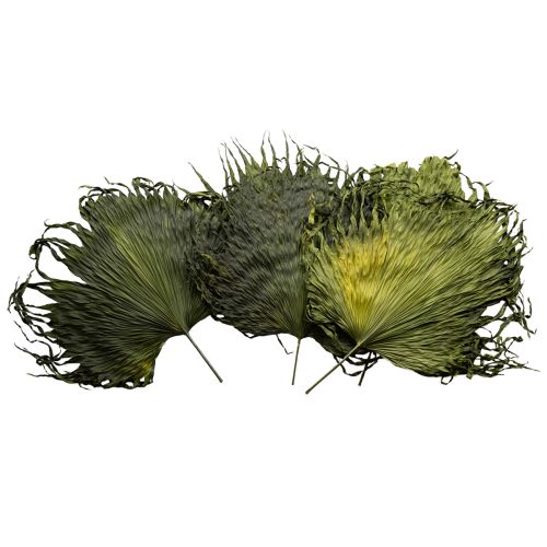 Floristik24 Džiovintų palmių lapų dekoracija, žalia, 45 cm, 5 vnt.