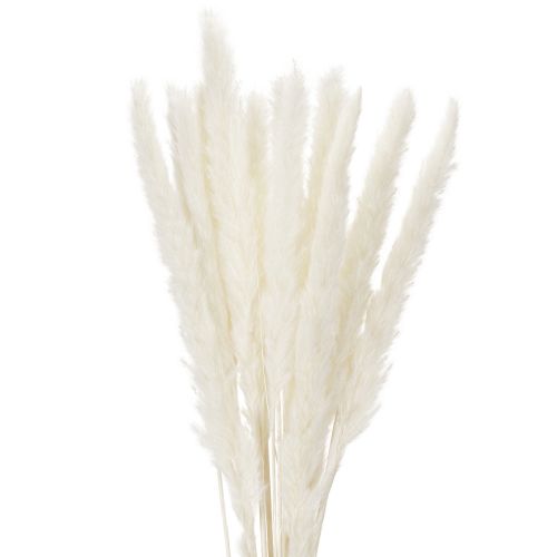 Pampas žolės džiovintos gėlės balintos 70 cm 15 vnt. pirkti | Floristik24.lt