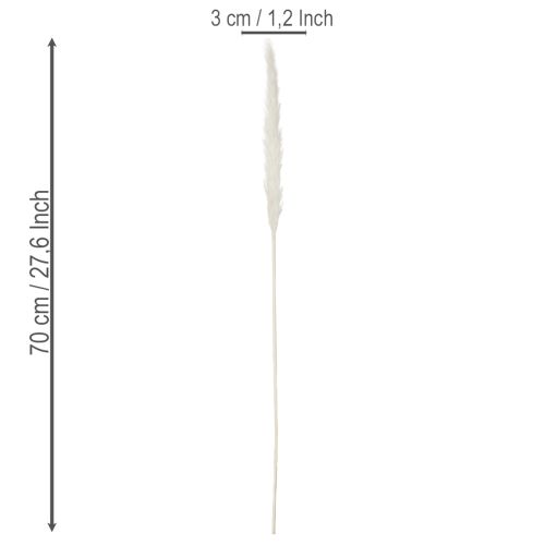 Pampas žolės džiovintos gėlės balintos 70 cm 15 vnt. | Floristik24.lt