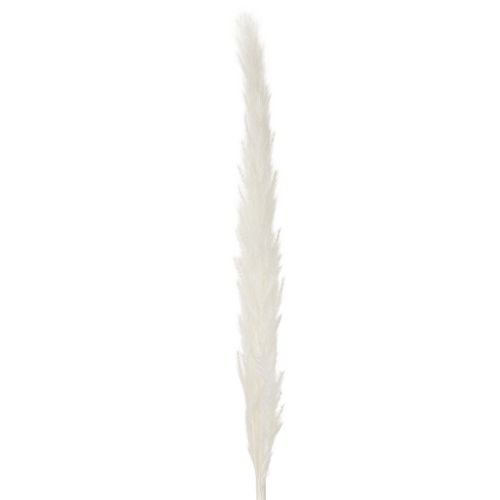 Pampas žolės džiovintos gėlės balintos 70 cm 15 vnt. | Floristik24.lt