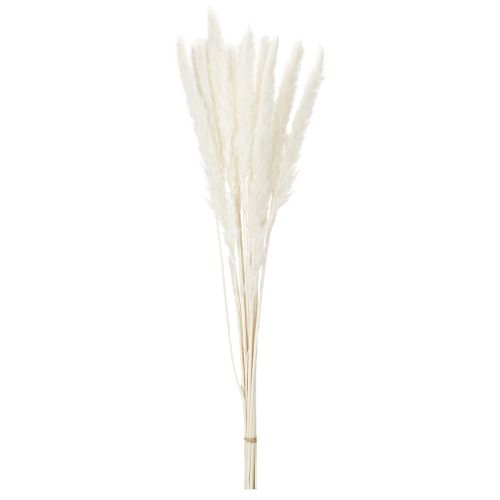 Pampas žolės džiovintos gėlės balintos 70 cm 15 vnt. | Floristik24.lt