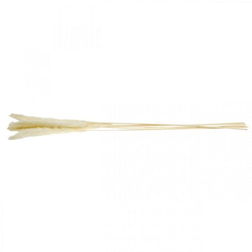 Floristik24 Džiovintos pampų žolės kremas sausai puokštei 65-75cm 6 vnt