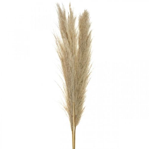 Floristik24 Pampas grass natural sausos žolės deco sausa puokštė 1m 3vnt