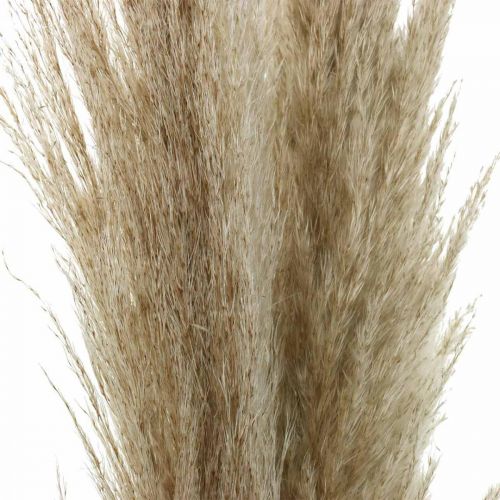 Floristik24 Pampas grass natural sausos žolės deco sausa puokštė 1m 3vnt