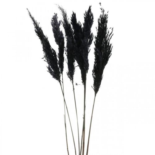 daiktų Pampos žolė juoda 65-75cm sausos žolės natūrali dekoracija 6 vnt