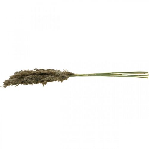 Floristik24 Džiovinta Pampas Grass Natural Sausai Puokštė 70-75cm 6 vnt