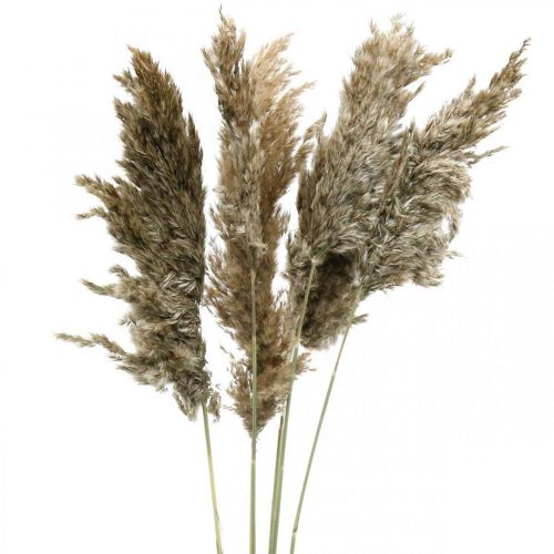 Floristik24 Džiovinta Pampas Grass Natural Sausai Puokštė 70-75cm 6 vnt