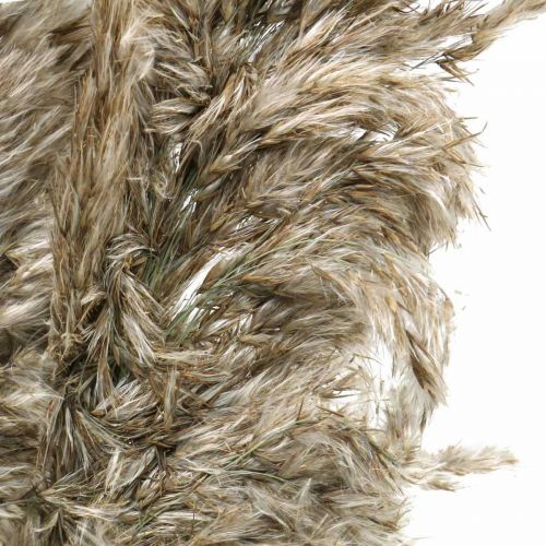 Floristik24 Džiovinta Pampas Grass Natural Sausai Puokštė 70-75cm 6 vnt