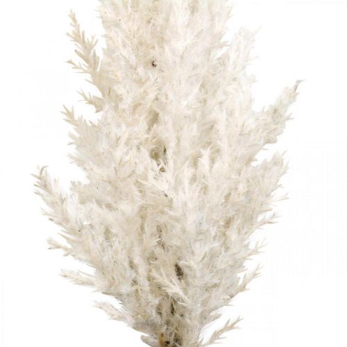 daiktų Pampas Grass Balta Dirbtinė Sausa Žolė Dirbtiniai augalai
