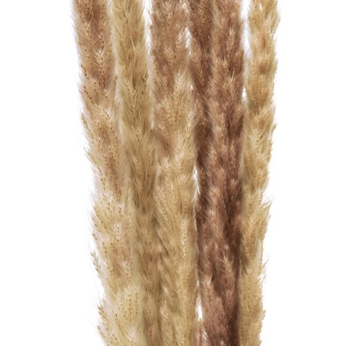 daiktų Pampas grass deco džiovintas natural dry deco 70cm 6vnt