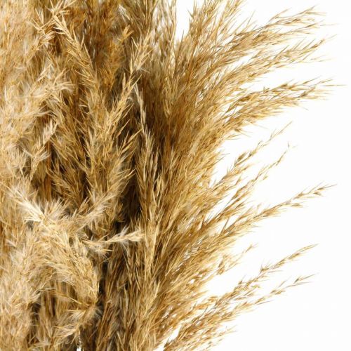 Floristik24 Pampos žolė džiovinta natūrali sausa floristika 75cm ryšulėlis su 10 vnt