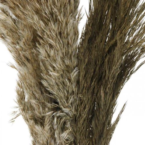 Floristik24 Pampos žolė džiovinta natūralios sausos žolės kekė 70-75cm 6 vnt