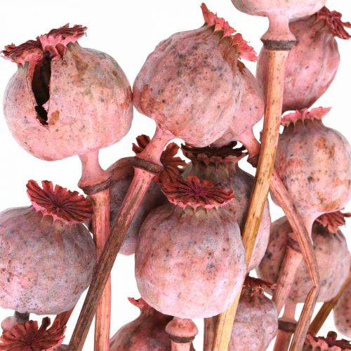 Floristik24 Dry Deco aguonų kapsulės Rožinės aguonos spalvos džiovintos gėlės 75g