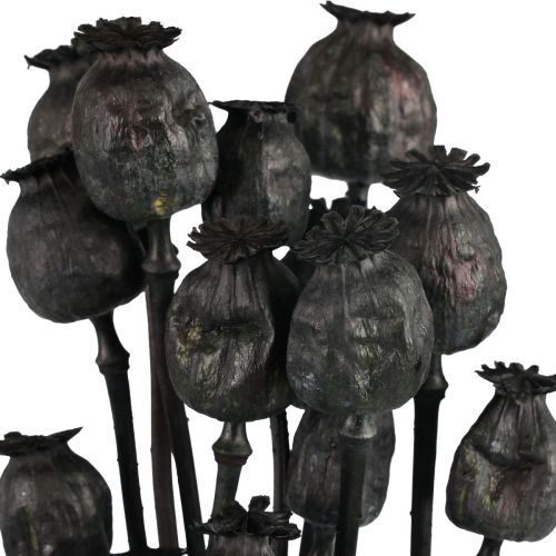 daiktų Džiovintos gėlės aguonų kapsulės džiovintos Black Papaver 80g