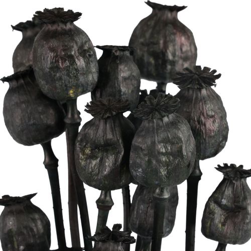 Floristik24 Džiovintos gėlės aguonų kapsulės džiovintos Black Papaver 80g