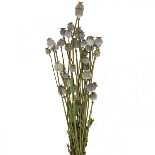 Floristik24 Džiovintų aguonų kapsulės natūralių džiovintų gėlių kekė deko aguonų 90g