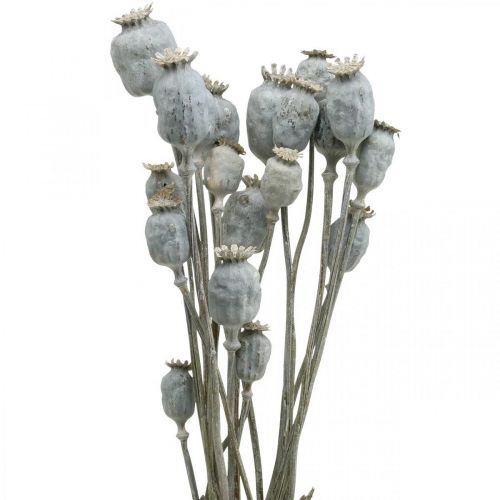 Floristik24 Deco Poppy Baltos Džiovintos Gėlės Aguonų kapsulės Papaver Kekė 75g