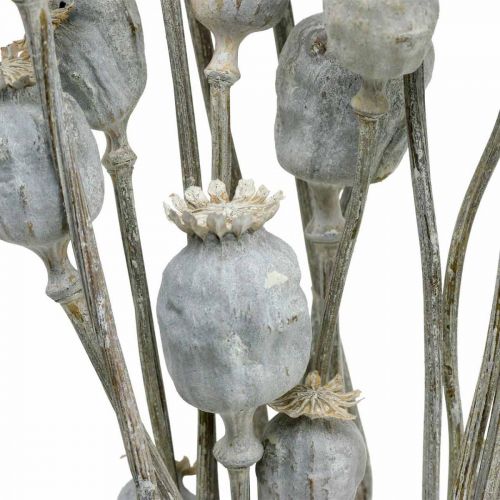 Floristik24 Deco Poppy Baltos Džiovintos Gėlės Aguonų kapsulės Papaver Kekė 75g