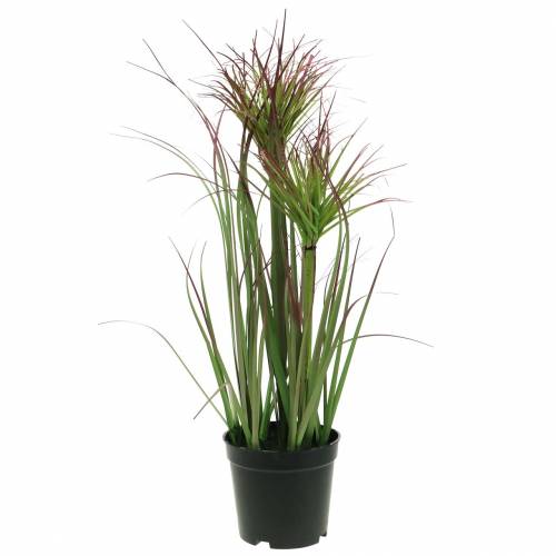 Viksvų žolė vazonėlyje dirbtinė žalia, raudona violetinė 45cm