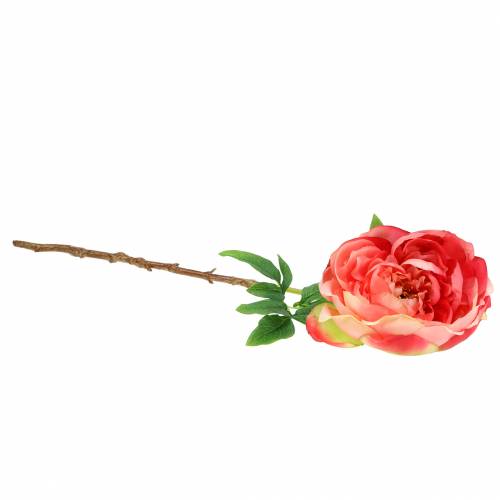 Floristik24 Bijūnas Rožinis 59cm