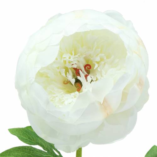 Floristik24 Bijūnas baltas 59cm