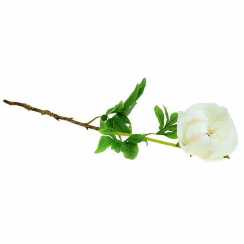 Floristik24 Bijūnas baltas 59cm