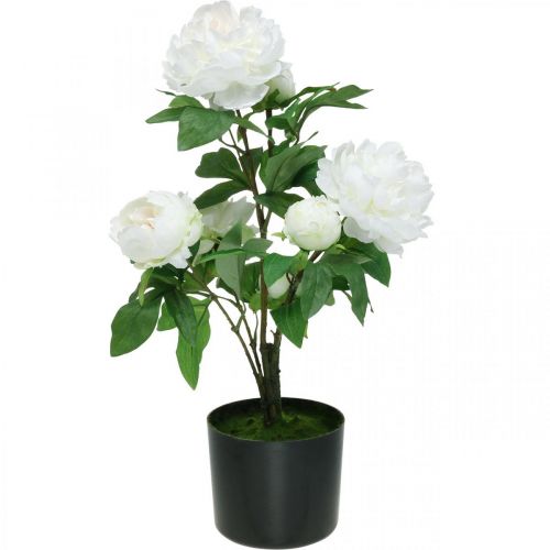 Floristik24 Dirbtinė Paeonia, bijūnas vazonėlyje, dekoratyvinis augalas balti žiedai H57cm
