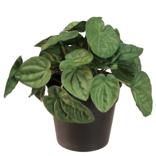 daiktų Peperomia Green Twist - Tvirtas, dekoratyvus kambarinis augalas 20 cm vazone