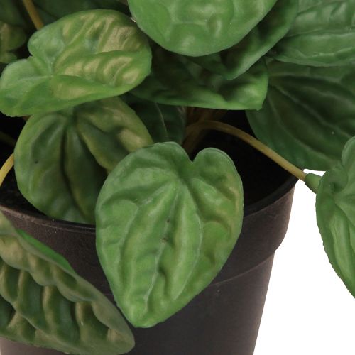 daiktų Peperomia Green Twist - Tvirtas, dekoratyvus kambarinis augalas 20 cm vazone