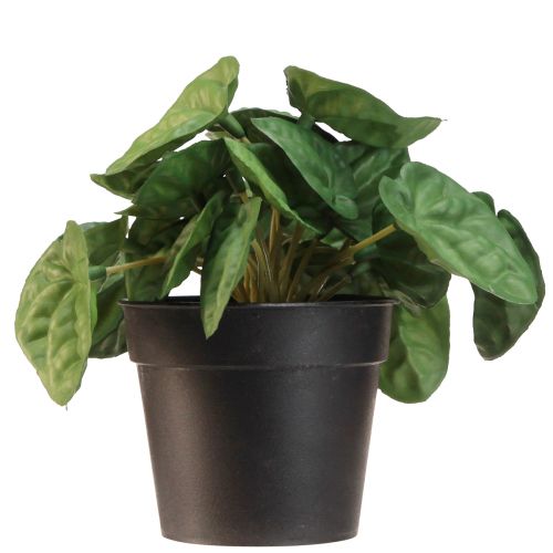 daiktų Peperomia Green Twist - Tvirtas, dekoratyvus kambarinis augalas 20 cm vazone