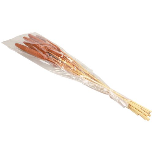 daiktų Pearl Millet Dekoratyvinės Nendrės Babala Millet Brown 70cm 10 vnt
