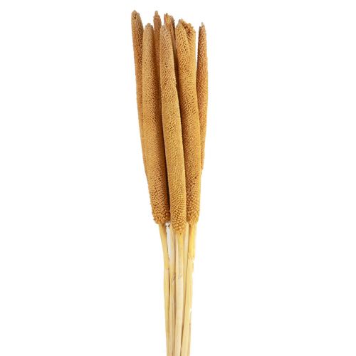 Floristik24 Pearl Millet Dekoratyviniai nendrių svogūnėliai Babala Millet Yellow 70cm 10 vnt