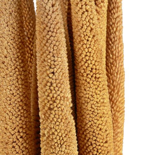 daiktų Pearl Millet Dekoratyviniai nendrių svogūnėliai Babala Millet Yellow 70cm 10 vnt