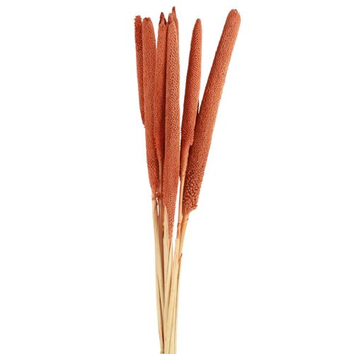 Floristik24 Perlinės soros nendrės Babala soros apelsinas 70cm 10 vnt