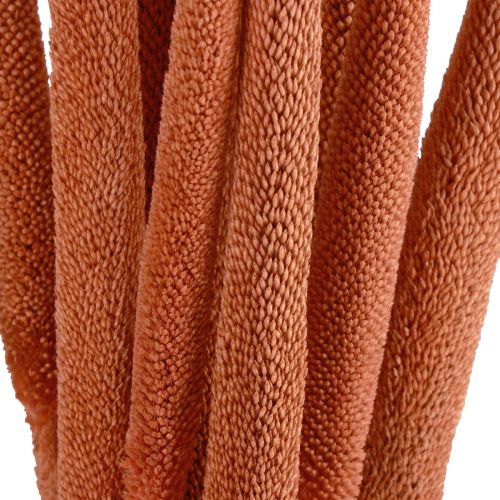 daiktų Perlinės soros nendrės Babala soros apelsinas 70cm 10 vnt