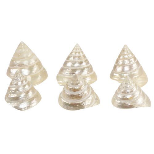 Perlamutrinė sraigė jūrinės sraigės dekoracija 5–6cm 6 vnt