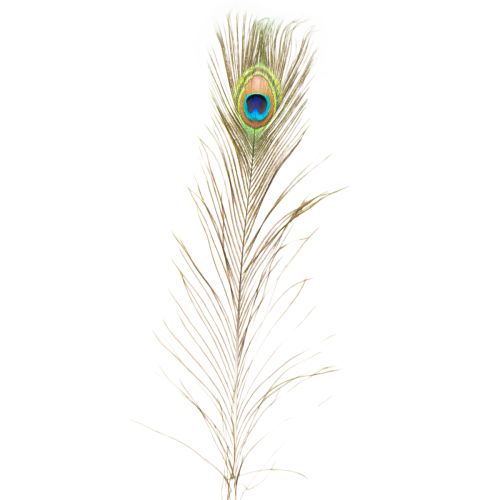 daiktų Povo plunksnų dekoracija, tikros paukščių plunksnos, 75-85 cm ilgio, 8 vnt.