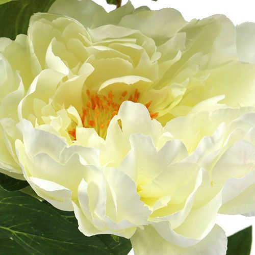 Floristik24 Bijūnų dirbtinių gėlių kremas L70cm
