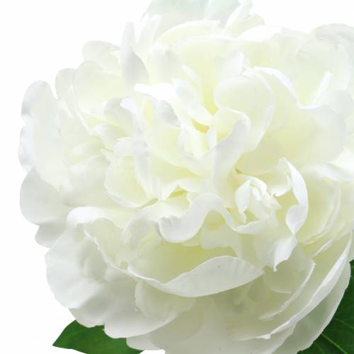 Floristik24 Bijūnas baltas 72cm