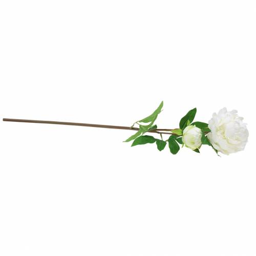 Floristik24 Bijūnas baltas 72cm