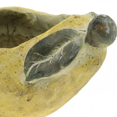 daiktų Kriaušė sodinimui, rudens puošmena, betoninis indas L19cm A15,5cm