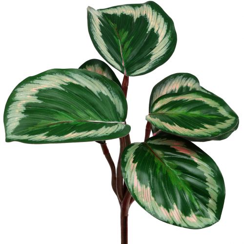 Floristik24 Augalas Tropical Green, Rožinis 20cm