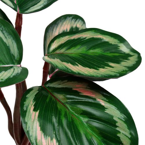 Floristik24 Augalas Tropical Green, Rožinis 20cm