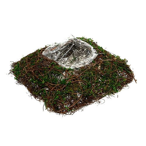 Floristik24 Augalinis vynmedis, samanos 22cm x 22cm H7,5cm