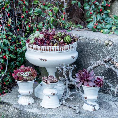 Floristik24 Plant Cup Chalice Antique Cream Ø7,5cm H9cm 1 vnt