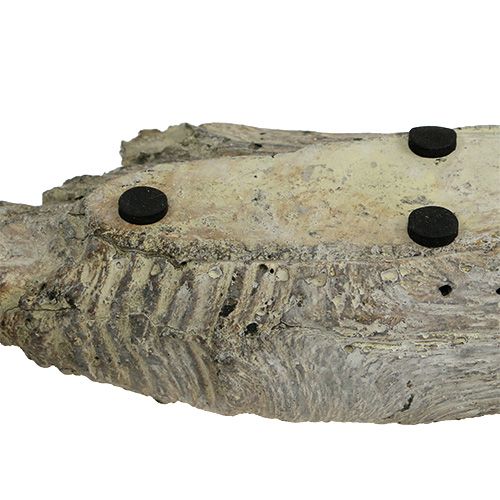 Floristik24 Sodinamoji sukulentams 24,5cm x 8,5cm H5,5cm