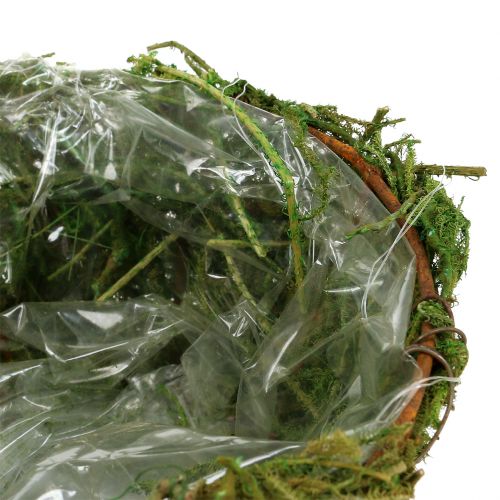 Floristik24 Sodinamosios dubuo su samanomis Ø16cm H9cm - 10cm žalia 3vnt