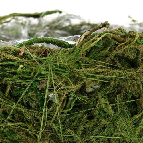 Floristik24 Sodinamosios dubuo su samanomis Ø16cm H9cm - 10cm žalia 3vnt